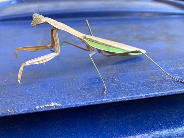 7. The Unknowable Is the Ground of Whatever Is Known